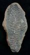 Fern Fossil From Mazon Creek - Million Years Old #2148-1